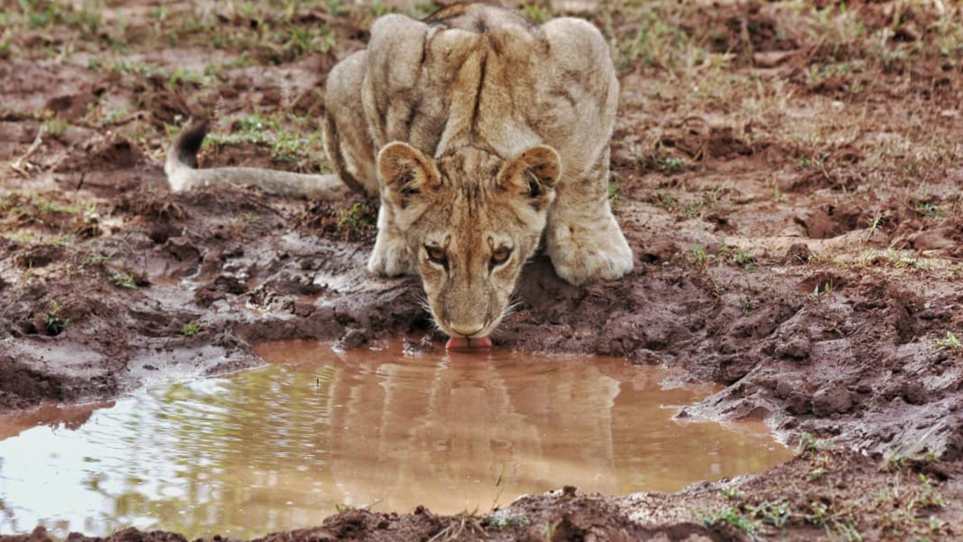 Lion and Rhino Safari from Victoria Falls