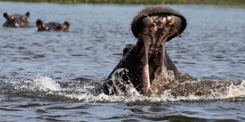 Botswana Wildlife Safari with Vic Falls