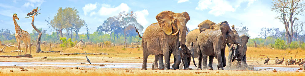 Northern Hwange Discoverer